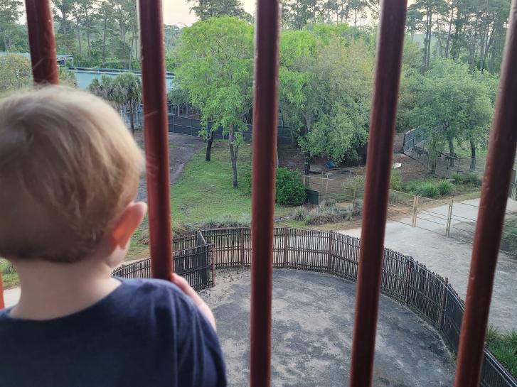 Guest Photo from Kayla: Guest on balcony at Animal Kingdom Villas